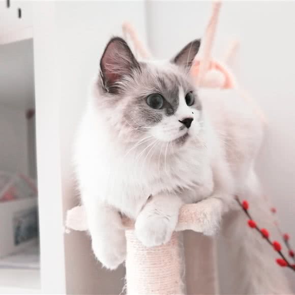 蓝果喵屋:北京城区顺义区顺义附近