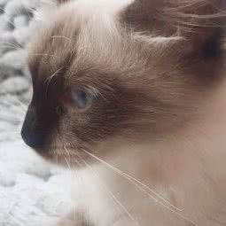 猫可梦寄养体验馆:杭州市上城区城东附近