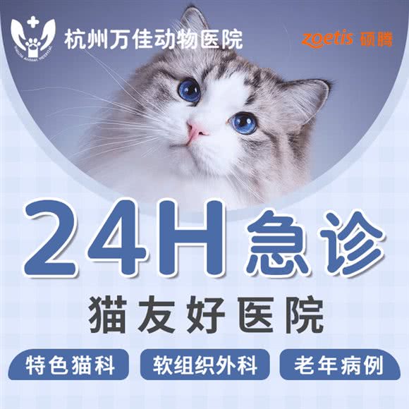 万佳动物医院·24h·猫专科(载歌巷分院):杭州市上城区城东附近