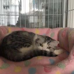 萌宠生活馆:杭州市上城区浙一医院/庆春路沿线附近