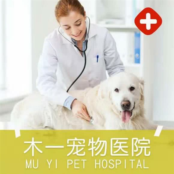 木一宠物医院(庆春路店):杭州市上城区浙一医院/庆春路沿线附近