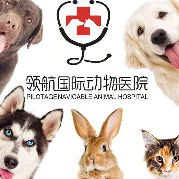 领航国际性动物医院:北京城区顺义区顺义附近
