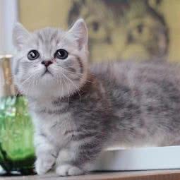 海贼王豹猫舍:杭州市上城区南山路/柳浪闻莺/美术学院附近