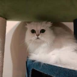 Show one宠物生活馆:杭州市上城区钱江新城/四季青附近