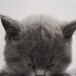 安然宠物诊疗:杭州市上城区钱江新城/四季青附近