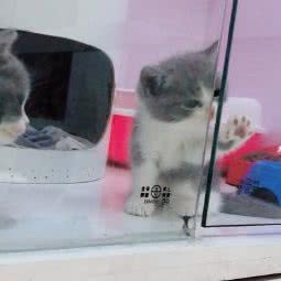 当狗爱上猫:杭州市上城区复兴路沿线/南星附近