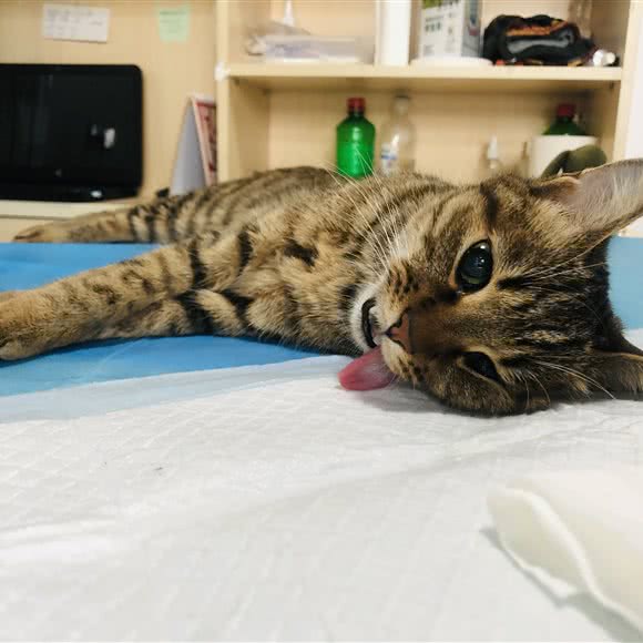 北京雨燕宠物诊所:北京城区顺义区顺义附近