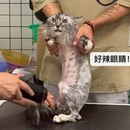 艾尚萌宠:杭州市上城区天城路沿线附近