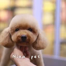 妮娜宠物体验馆:杭州市上城区新塘路/秋涛路沿线附近