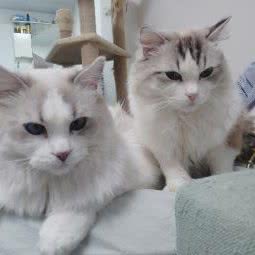 Mr.Ting布偶猫舍:杭州市上城区新塘路/秋涛路沿线附近