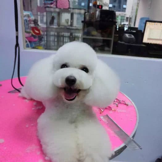 米朵宠物馆:杭州市上城区丁桥附近