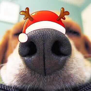 小丘家宠物店(翡丽湾店):杭州市上城区丁桥附近