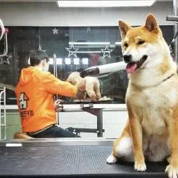 窝里宠物:杭州市上城区九堡新天地文化创意园附近