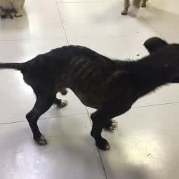 泽诚宠物诊疗:杭州市上城区九堡新天地文化创意园附近