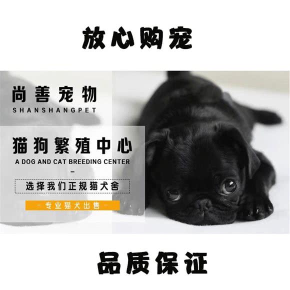 尚善·宠物猫猫活体售卖:杭州市上城区火车东站/高铁站附近