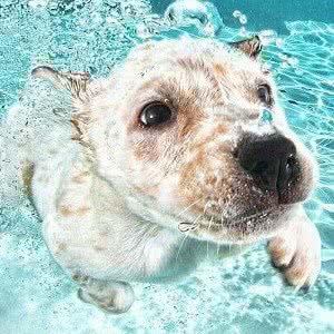 爱豆宠物训练乐园(武林广场店):杭州市拱墅区武林广场附近