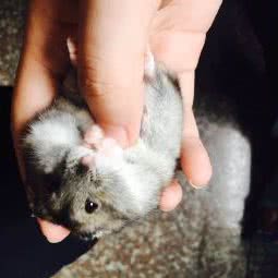 宠宠心语宠物生活馆:杭州市拱墅区朝晖地区附近