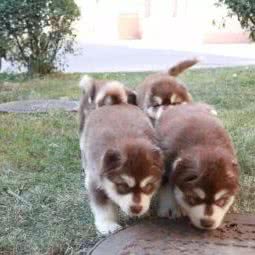 瑶瑶宠物:杭州市拱墅区朝晖地区附近