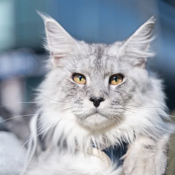 C.you希友名猫舍(御峰大厦店):杭州市拱墅区城西银泰城附近