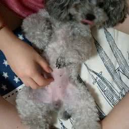 小凯家庭宠物寄养:杭州市拱墅区拱宸桥/上塘附近