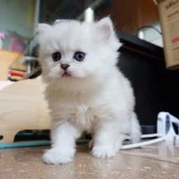 Helina catdog国际猫舍:北京城区顺义区首都机场附近