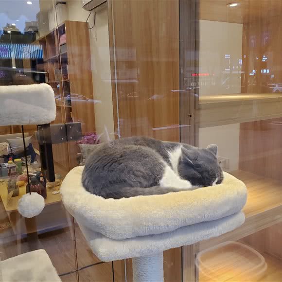 猫儿狗儿宠物产品品质生活馆:杭州市拱墅区大关附近