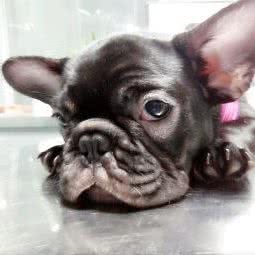 开心宠物医院:北京城区顺义区首都机场附近