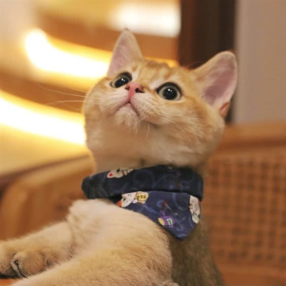 萌爪猴子舍·撸猫馆:杭州市拱墅区中大银泰城附近