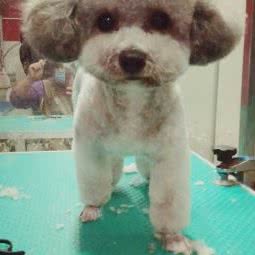 比熊之十家:北京城区顺义区石园附近