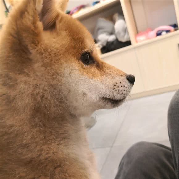 叁月底宠物店:杭州市拱墅区半山附近