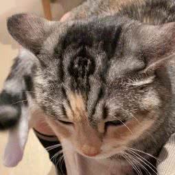 宠艺(锦江店):杭州市拱墅区北部新城附近