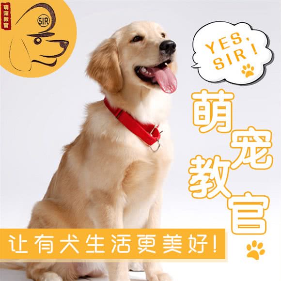 萌宠教官训犬学堂:杭州市拱墅区北部新城附近