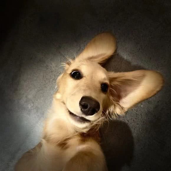 小神兽萌宠店:杭州市拱墅区蓝钻天城购物中心附近