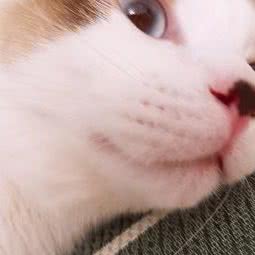 宠之光宠物皮毛护理:杭州市拱墅区蓝钻天城购物中心附近