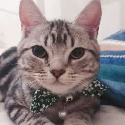 猫咪共和国:北京城区朝阳区亚运村附近