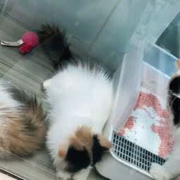 小白宠物:杭州市拱墅区北大桥/大悦城附近