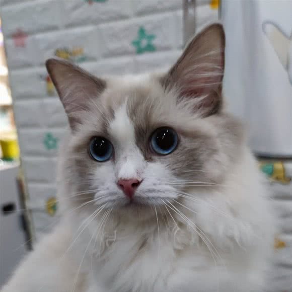 咔诺萌宠生活馆:杭州市拱墅区体育场路沿线附近