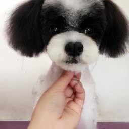 图图宠物店:北京城区顺义区马坡牛栏山镇附近