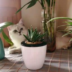 木一宠物医院(文三西路店):杭州市西湖区古墩路沿线附近