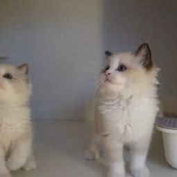 达芬奇的猫宠物工作室:杭州市西湖区高新文教区附近