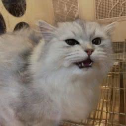 顽趣宠物:杭州市西湖区高新文教区附近