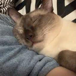 口袋怪兽宠物店:杭州市西湖区高新文教区附近