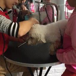 宠务处:杭州市西湖区高新文教区附近