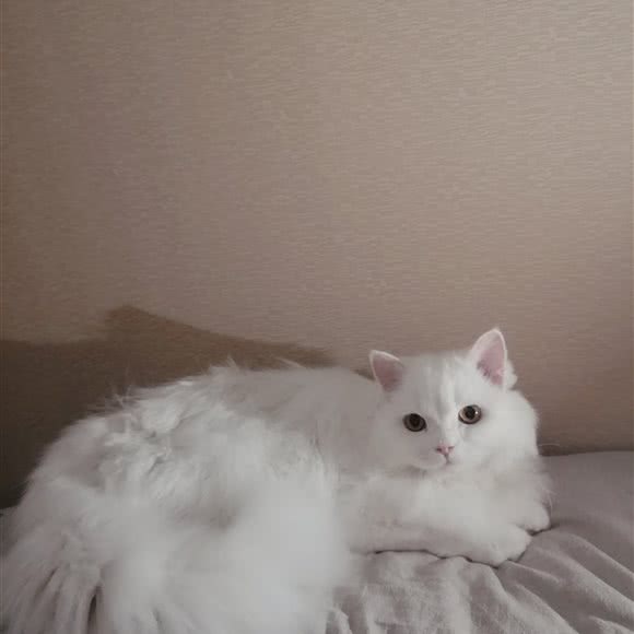 心有所宠(西城纪店):杭州市西湖区高新文教区附近