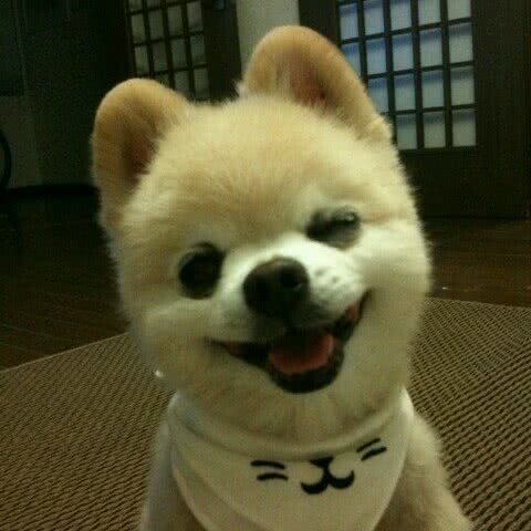 浩莎宠物:北京城区顺义区马坡牛栏山镇附近