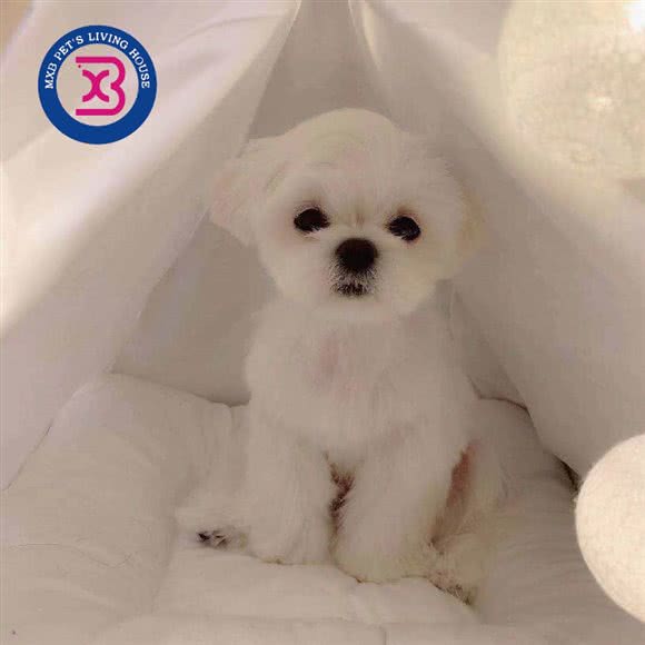 萌小宝宠物生活馆(顺义店):北京城区顺义区马坡牛栏山镇附近