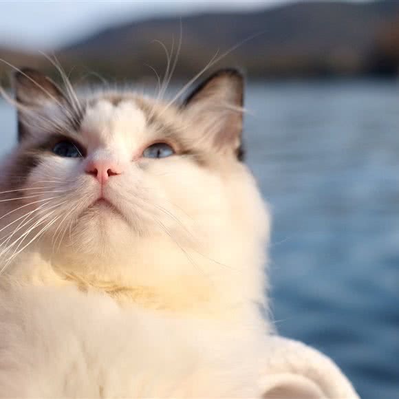 猫与猫寻:杭州市西湖区高新文教区附近