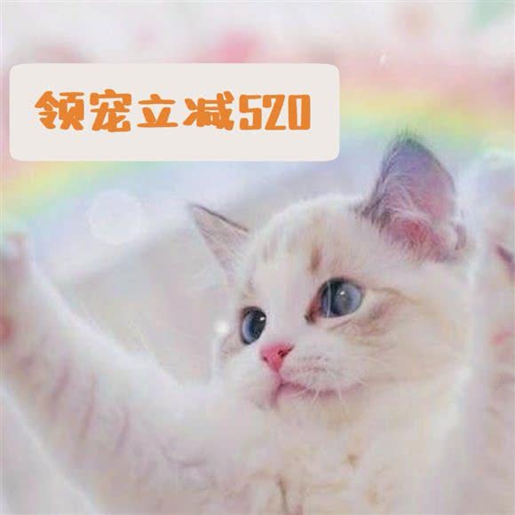 懒神猫舍Lazybones?金渐层人偶矮脚拿破仑专售:杭州市西湖区高新文教区附近