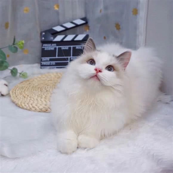 蓝喵宠物生活馆:杭州市西湖区高新文教区附近