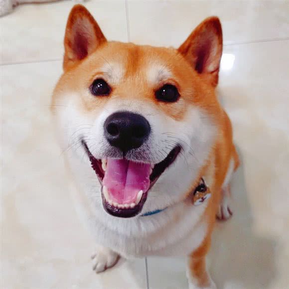 圣宠咖啡店:杭州市西湖区高新文教区附近